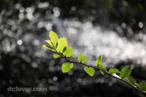 前言：散景为何叫bokeh