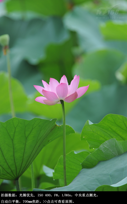 北海荷花样张赏