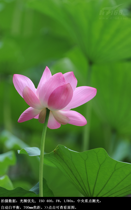 北海荷花样张赏