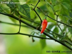 多姿多彩！微软新Windows7主题印度色彩