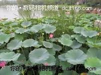 佳能SX130 IS正式发布