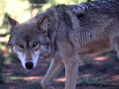 微软Windows7系统新主题狼精彩图片赏析