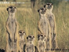 Ubuntu 10.10操作系统多种功能抢先看