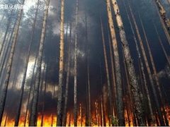 从俄罗斯森林大火看国内林业信息化建设
