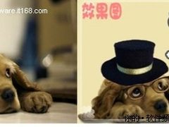 可牛影像饰品巧利用 塑造宠物另类造型