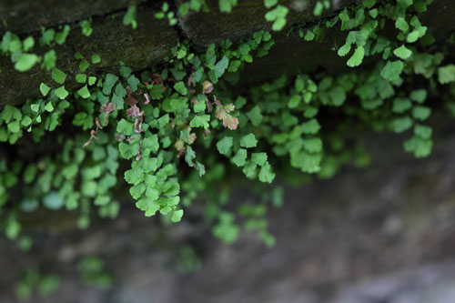 适马85mm F1.4 EX DG HSM概述