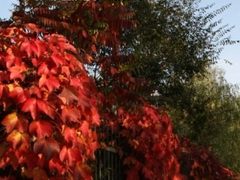 秋色迷情 佳能炫飞的野外照片之旅