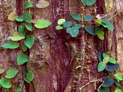 清新自然 魅族M9手机高清植物创意壁纸