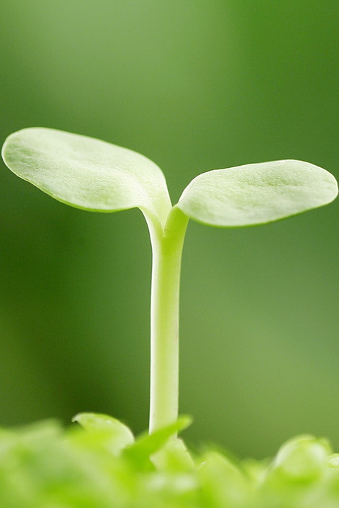 清新自然 魅族m9手机高清植物创意壁纸