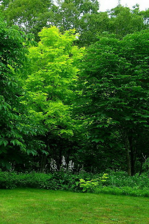 魅族M9绿色风景壁纸