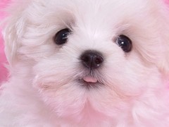 家有宝贝！魅族M9手机该请可爱宠物壁纸