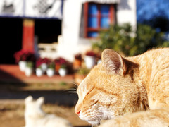 走进世外桃源 索尼α55单电云南试拍行