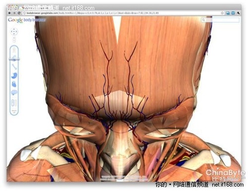 谷歌推出人体浏览器展示3D人体模型(图)