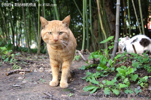 尼康大变焦28-300实拍 猫咪乐园