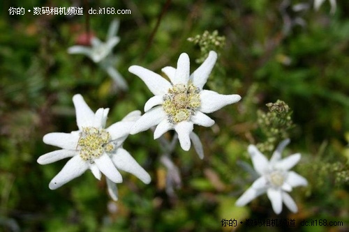 三朵奇葩 空中草原的雪绒花和蔚县剪纸