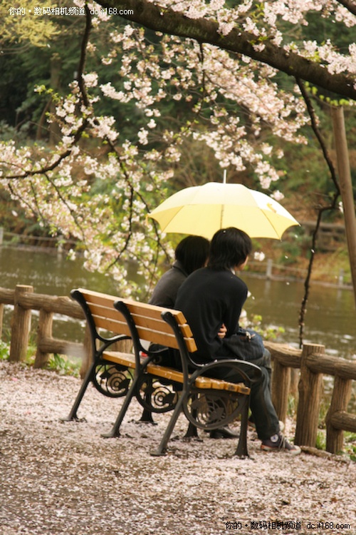 地球行摄手册 五种方式玩转日本樱花节 