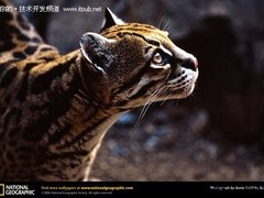 Ubuntu 11.10开发代号确定：盗梦虎猫