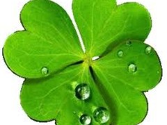 万中之一那一朵 亿通四叶草P252