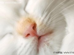 [玩酷Win7]微软官方windows7主题：猫咪