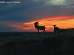 北疆风光尽收无敌兔