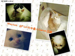 就是这个味儿 看猫咪如何用佳能打印机