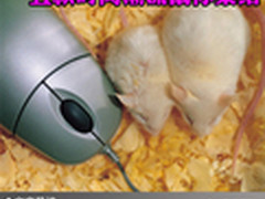 办公家用两相宜 五款时尚潮流鼠标集结