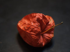 原片下载 富士X-Pro1配60mm微距头样片