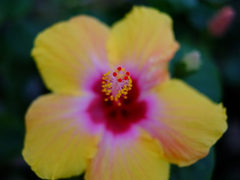 原片下载 富士X-Pro1搭配35mm F1.4样片