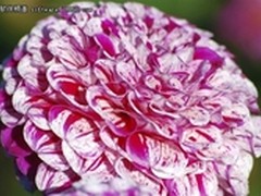 朝花夕拾 Win7四款RSS动态主题壁纸图赏