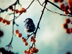 Windows 7两款主题：光影下美丽大自然