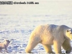 超极本北极日记 从Barneo基地开启征途