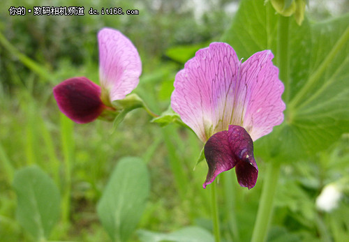 踏春赏花：微距的新玩法