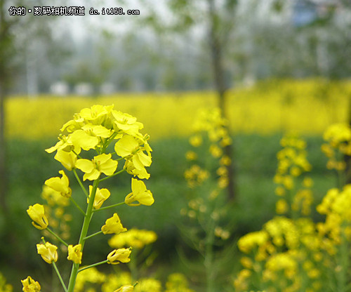 踏春赏花：微距的新玩法