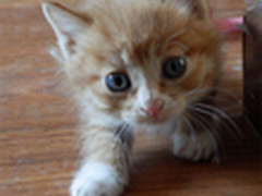 iHS高性能体验 奥巴SZ-31MR实拍宠物猫