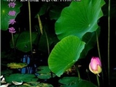 北京莲花池里荷花艳---6.30拍荷花