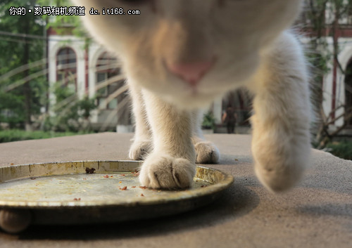 佳能G1X拍摄段政府猫猫