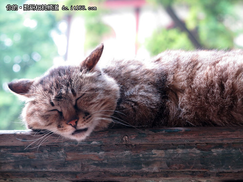 佳能G1X拍摄段政府猫猫