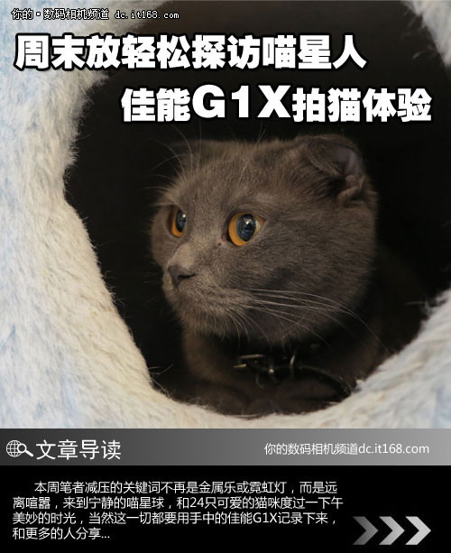 佳能G1X探访喵星人