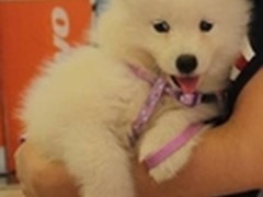 宠物卖萌亲密秀——百脑汇宠物大赛盛况