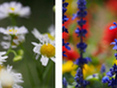 微距+抓拍 奥巴60mm&17mm镜头样照赏析