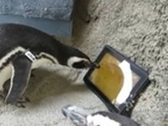 无法阻止iPad了 连企鹅也玩得不亦乐乎