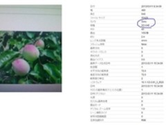 或1600万像素 索尼Xperia A亮相