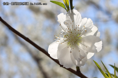 佳能EOS 700D实拍样张