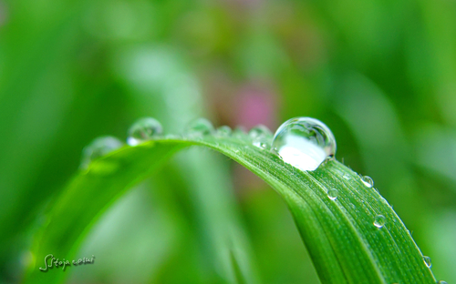 最新高清Win 8主题壁纸 雨滴和露珠