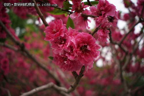 最薄的E口镜头 索尼20mm F2.8深度评测