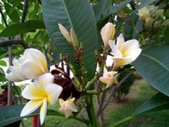 四核待机王拍照强 飞利浦W8510样张泄露