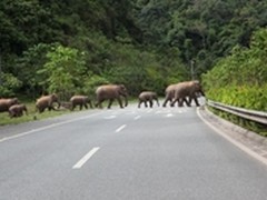 九头大象过高速，走进奇趣的自然世界