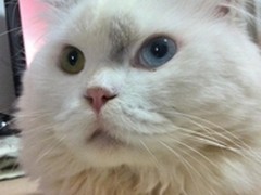 花粉俱乐部 用华为P6记录我家两只猫咪