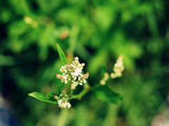 夏日灿烂野花 PowerShot G15图赏