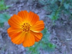 菇凉速来围观  三招儿教你拍出唯美系